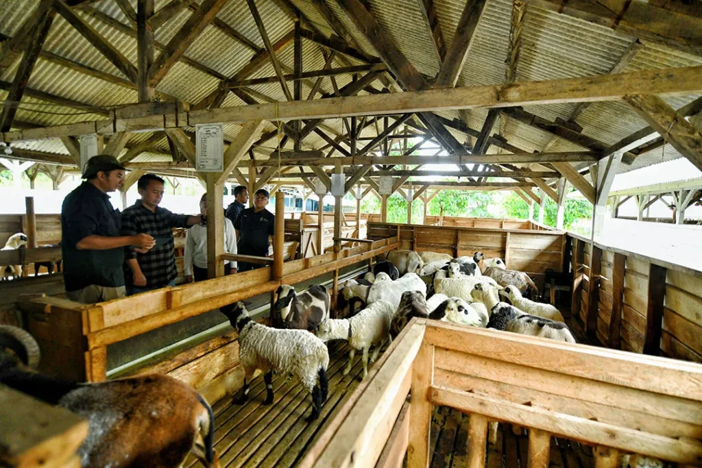 Jabar Tingkatkan Pembibitan Domba Garut